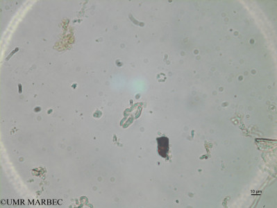 phyto/Brazilian_Nordeste/Seamounts_station60/ABRACOS2 April 2017/Karenia papilionacea (st58_Fmax_cf karenia170825_003_ovl -2)(copy)_thumb.jpg